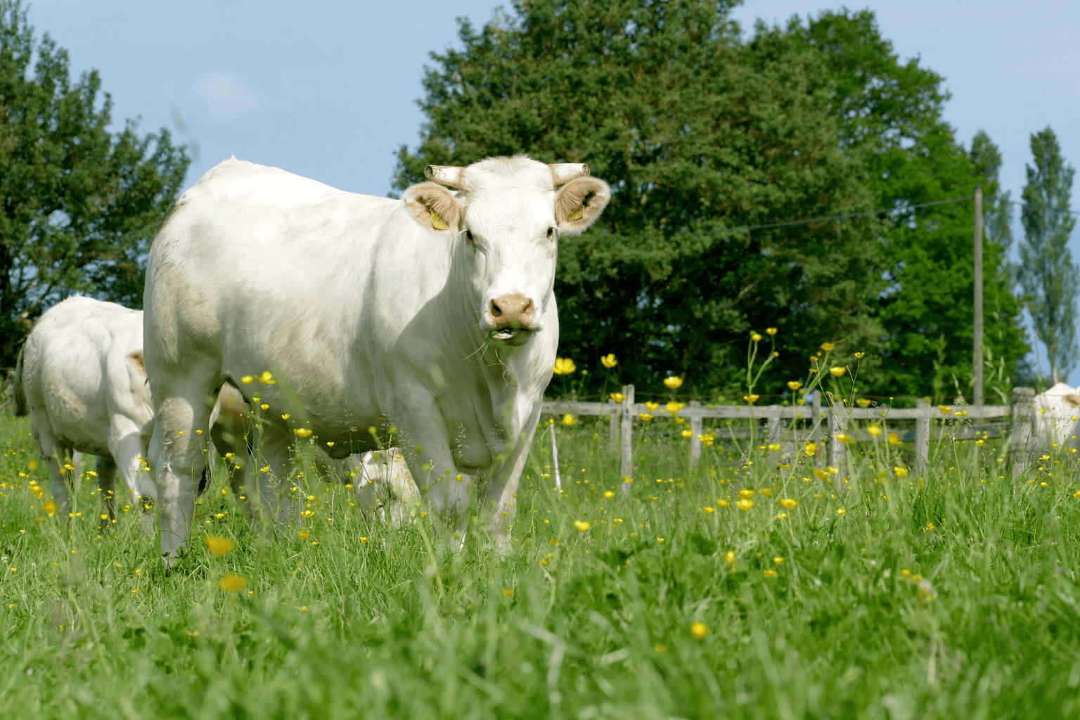 Concours agricoles - Vache de salon 2024